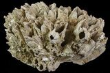 Fossil Pectin (Chesapecten) In Sandstone - Virginia #66399-2